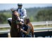  Carrera: P.Teresa Monta: V.Janacek Caballo: Making Time